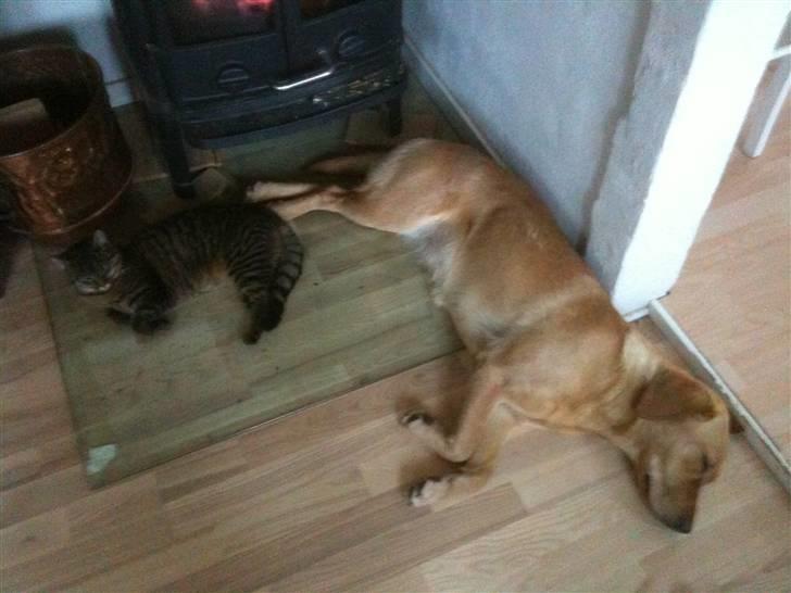 Labrador retriever Berta billede 9