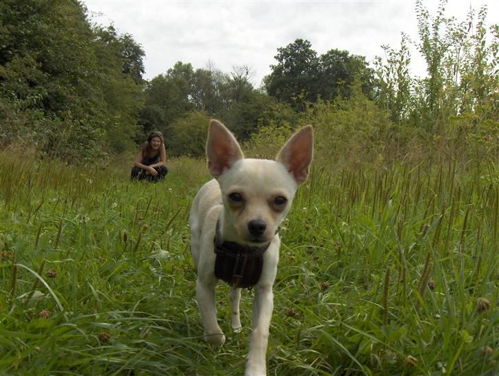 Chihuahua Alfred billede 1