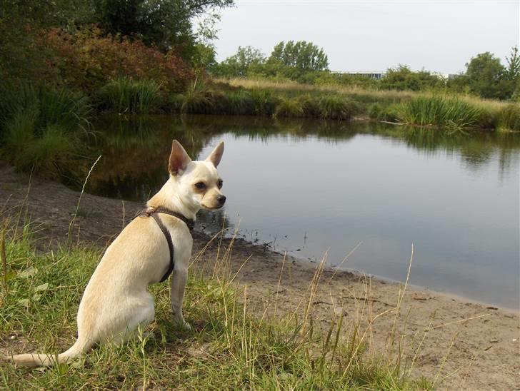 Chihuahua Alfred billede 2