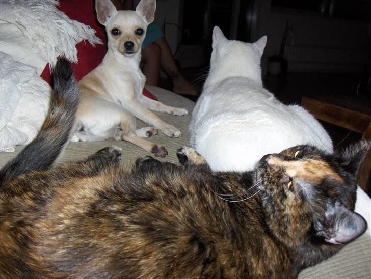 Chihuahua Alfred billede 3