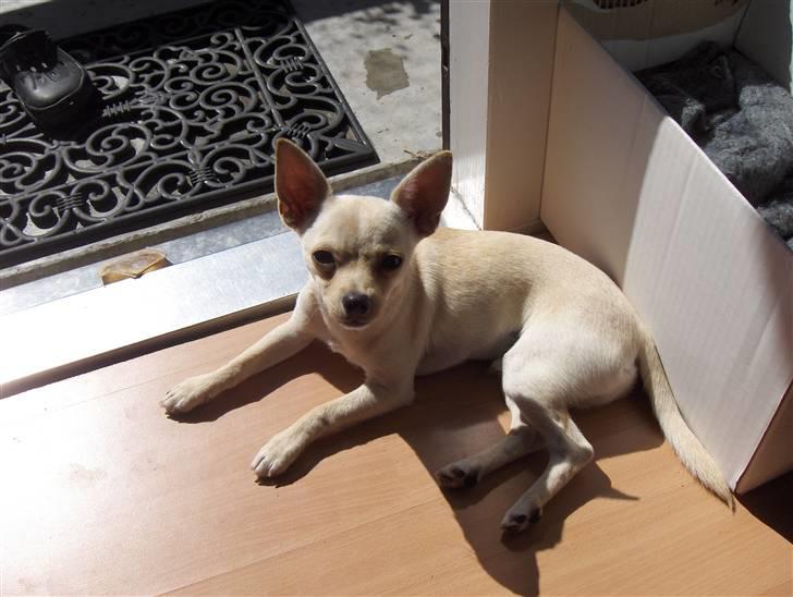 Chihuahua Alfred billede 4