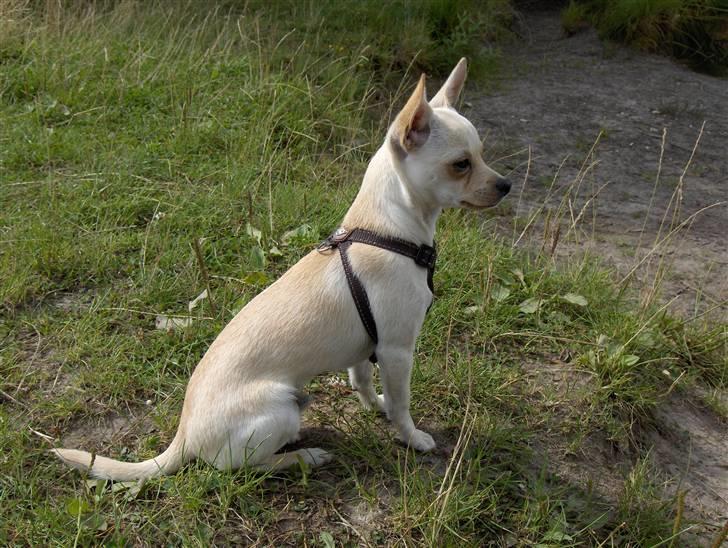 Chihuahua Alfred billede 5