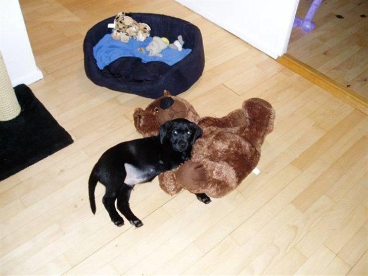 Labrador retriever Nando R.I.P - Jeg elsker min bamse og slæber den gerne rundt i hele lejligheden billede 2