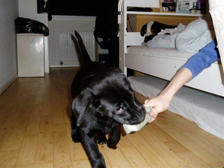 Labrador retriever Nando R.I.P - Lad mig så vinde billede 3