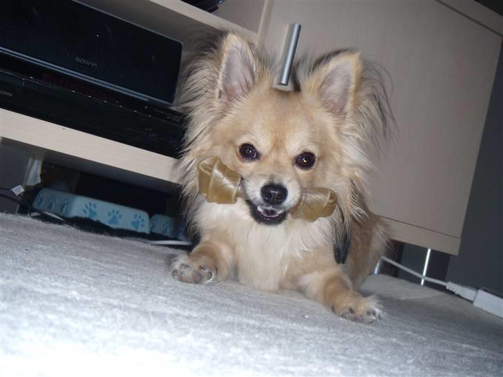 Chihuahua ~°º•Fino•º°~ - Det MIT tykkeben! billede 12