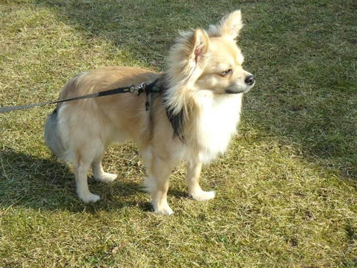 Chihuahua ~°º•Fino•º°~ billede 13