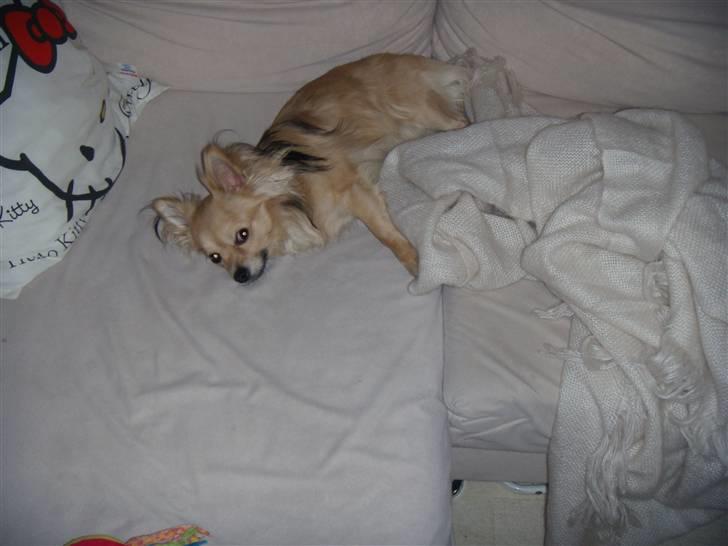 Chihuahua ~°º•Fino•º°~ - lad mig være.. billede 14