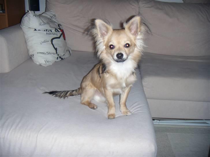 Chihuahua ~°º•Fino•º°~ billede 15