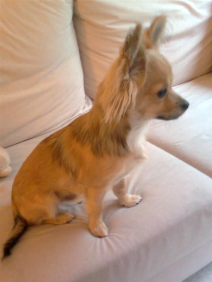 Chihuahua ~°º•Fino•º°~ billede 16