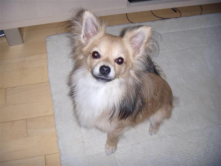 Chihuahua ~°º•Fino•º°~ billede 17