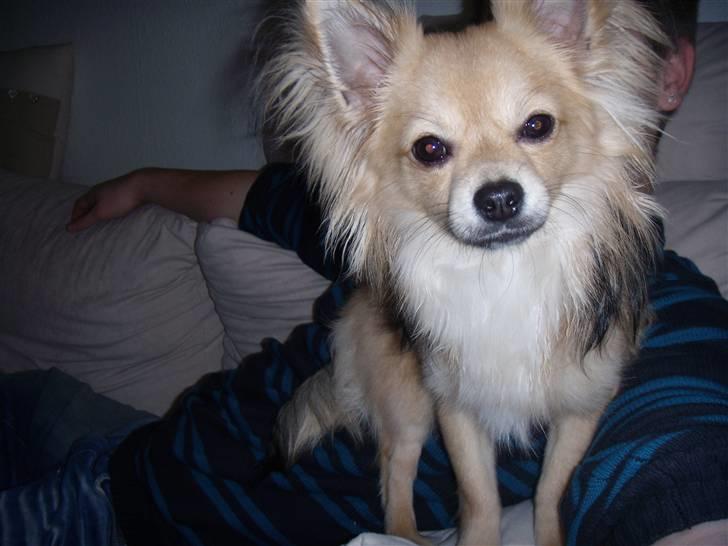 Chihuahua ~°º•Fino•º°~ billede 18