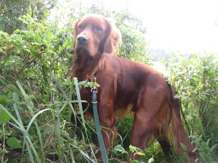 Irsk setter Mårups Tinto - Med en tur på gåsejagt i Sverige billede 7