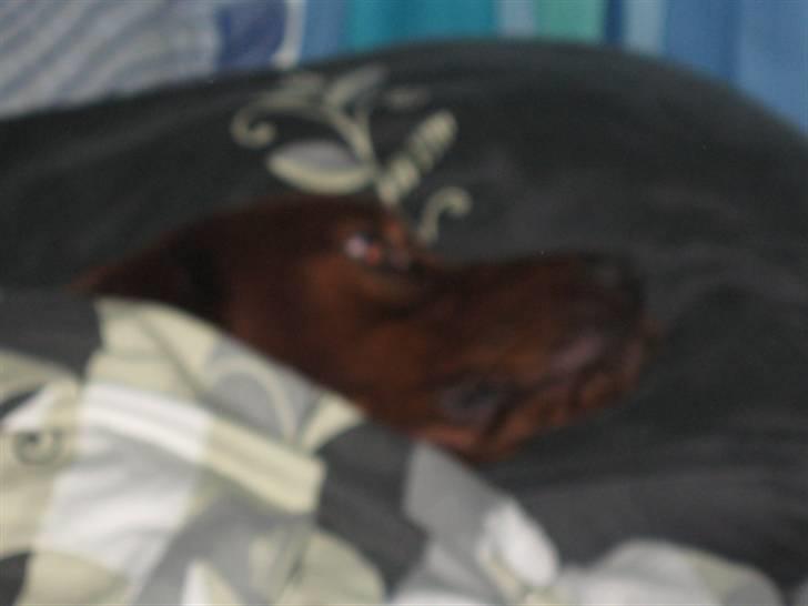 Irsk setter Mårups Tinto - Man må gerne hygge lidt ind i mellem, han elsker at få lov og sove i sengen billede 8