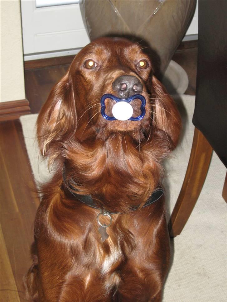 Irsk setter Mårups Tinto - Tinto med Malthes sut :P billede 9