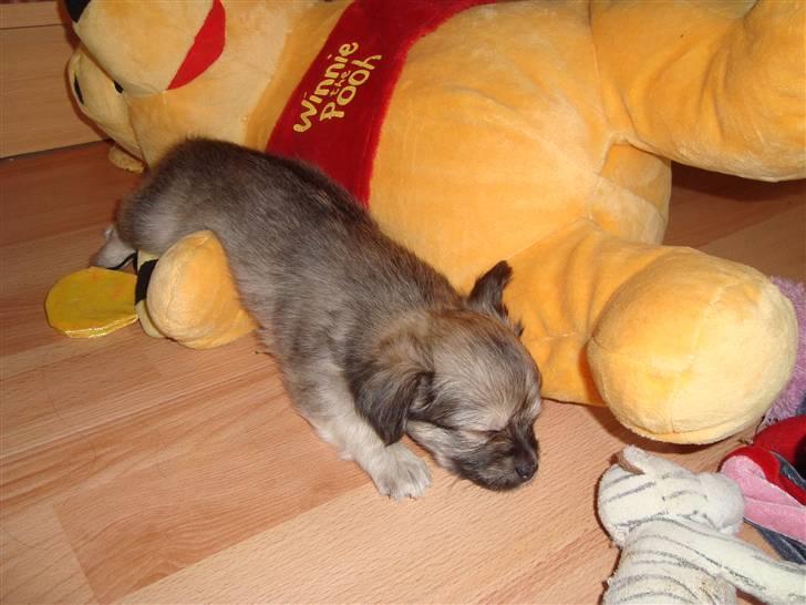 Chihuahua ~°º•Fino•º°~ - Dejlig lur efter leg billede 19