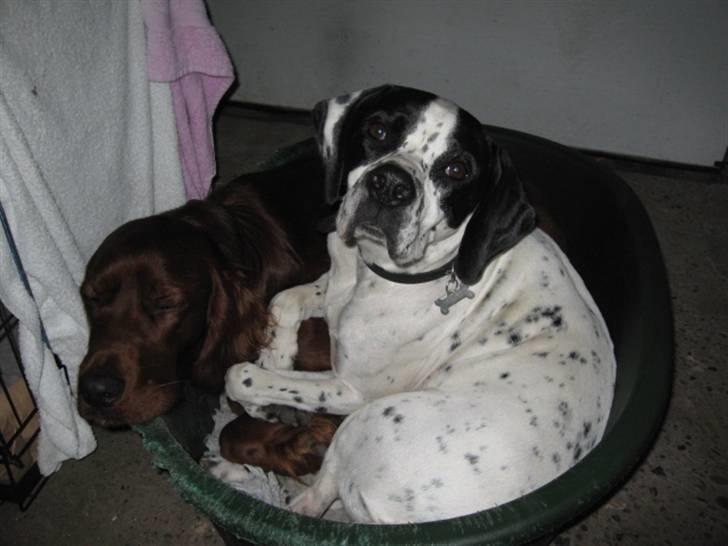 Irsk setter Mårups Tinto - Råhygge.. Tinto og Kaiser billede 10