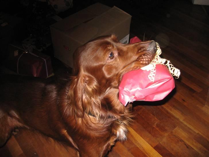 Irsk setter Mårups Tinto - Dygtig dreng - hjælper med gaverne juleaften billede 11