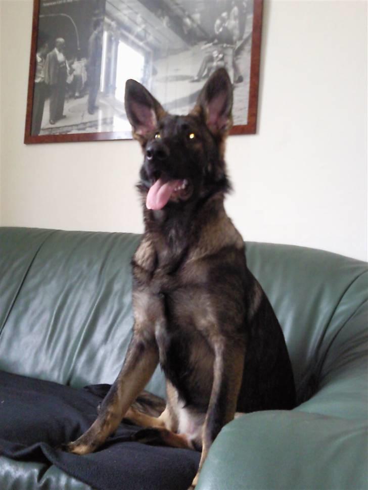 Schæferhund Tiwaz billede 1