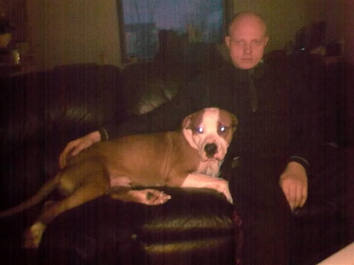 Amerikansk staffordshire terrier )¤( Tiko )¤( - <3 Far og mig i sofaen, det er bare skøøønt.. <3 billede 1