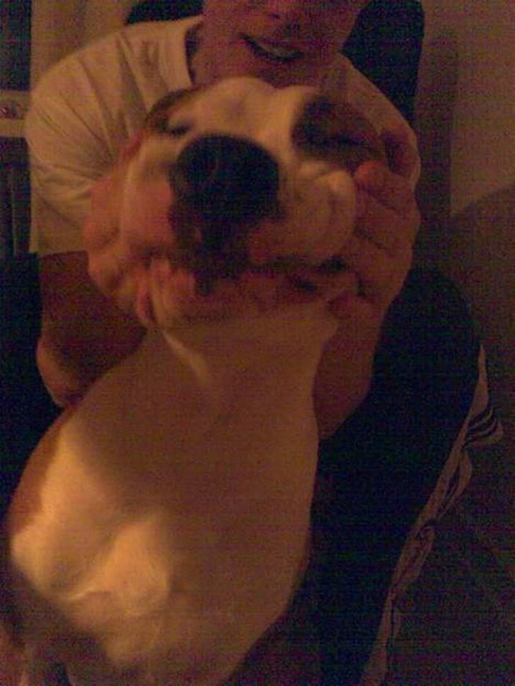 Amerikansk staffordshire terrier )¤( Tiko )¤( - Smiiiiil Tiko... :) billede 3