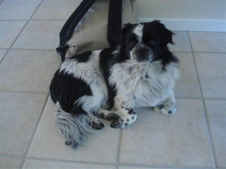 Tibetansk spaniel Chicco billede 15