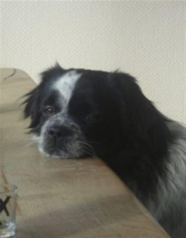 Tibetansk spaniel Chicco billede 16