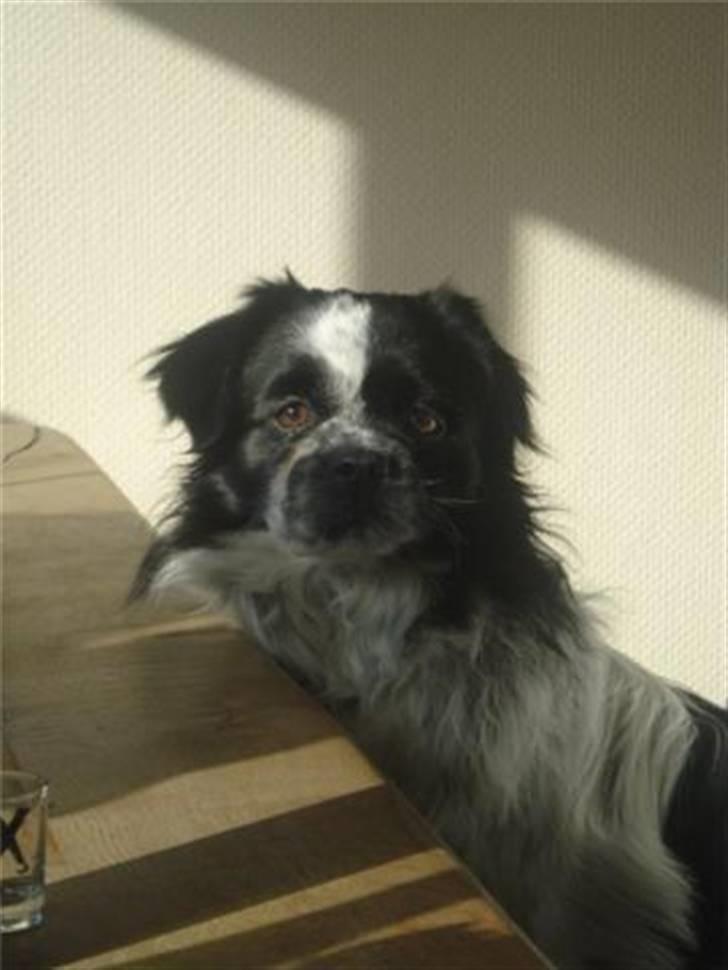 Tibetansk spaniel Chicco billede 17