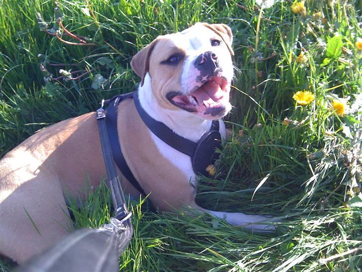 Amerikansk staffordshire terrier Chika billede 14