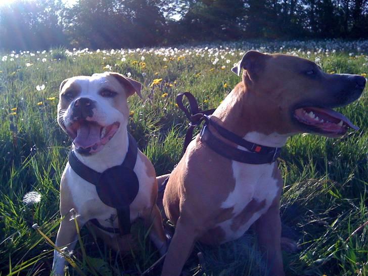 Amerikansk staffordshire terrier Chika billede 15