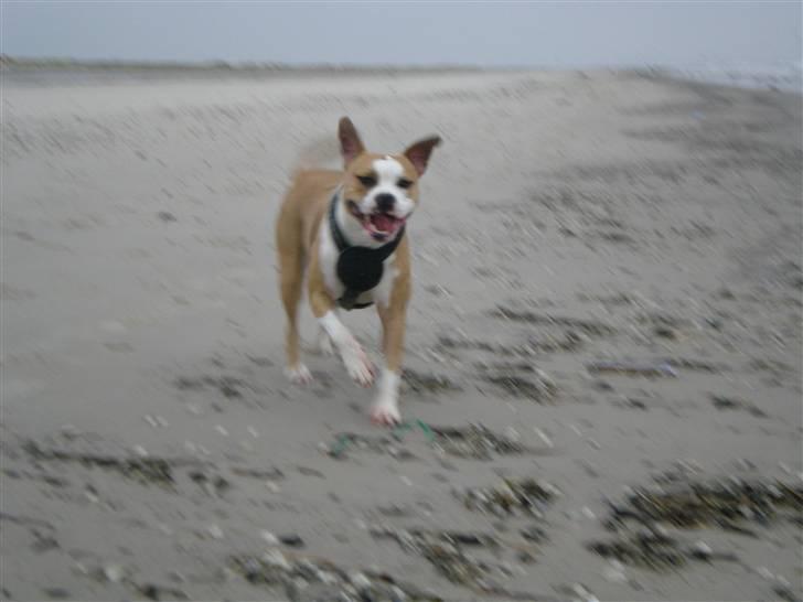 Amerikansk staffordshire terrier Chika billede 16
