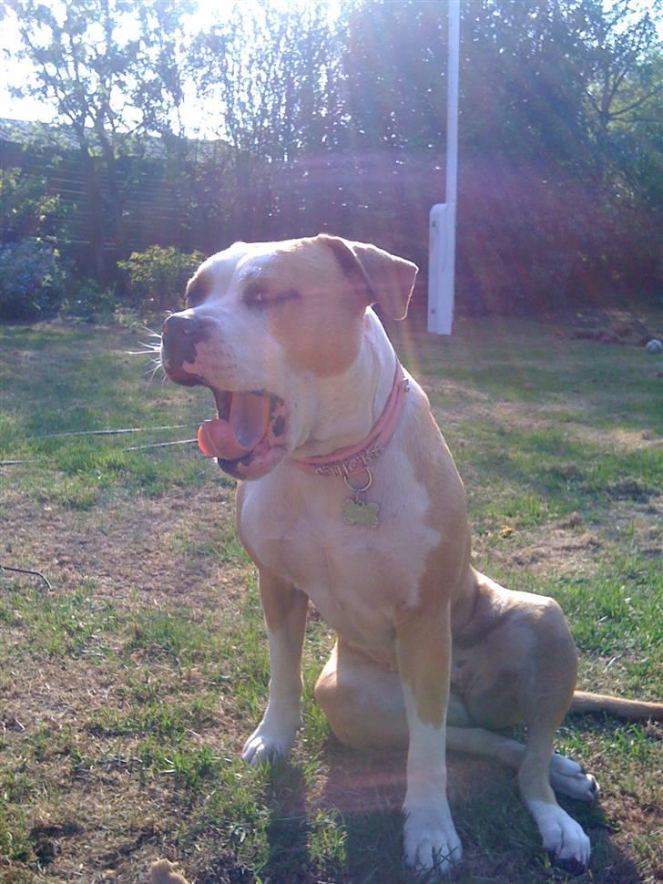 Amerikansk staffordshire terrier Chika billede 17