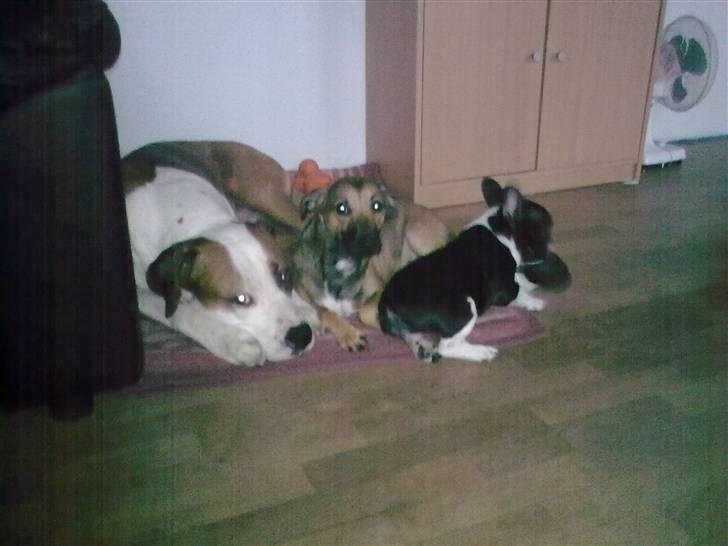 Amerikansk staffordshire terrier )¤( Tiko )¤( - Her ligger vi og putter, Tiko, Buller og Laura billede 4