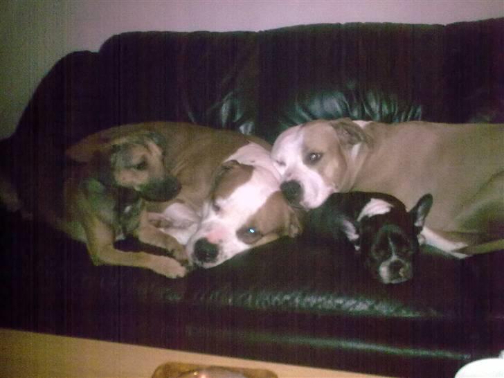 Amerikansk staffordshire terrier )¤( Tiko )¤( - <3 Her ligger vi hele banden Buller, Tiko, Junior og Laura, vi nyder bare livet i sofaen <3 billede 6