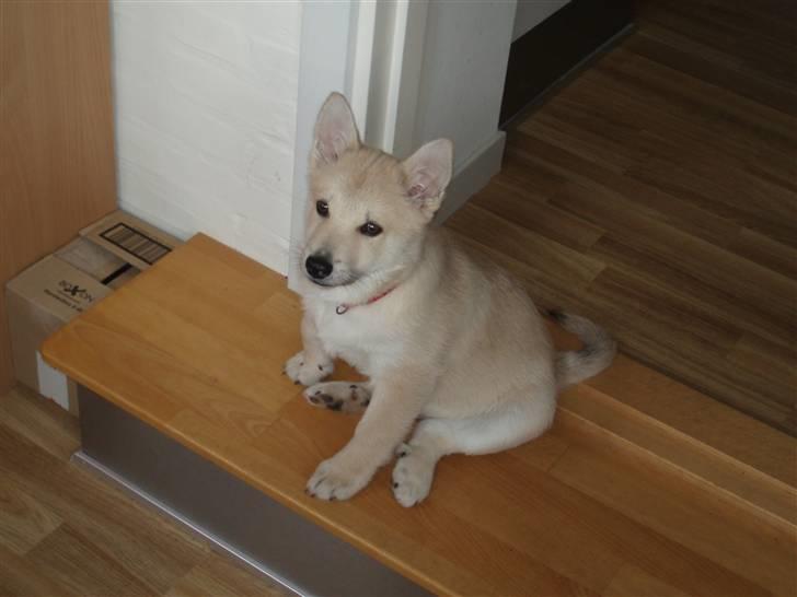 Norsk buhund Balto billede 10