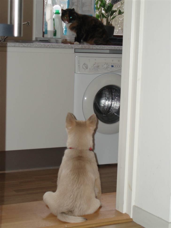Norsk buhund Balto - Jeg holder øje med Shadow... Bare hun dog ville komme ned og lege med mig... billede 11