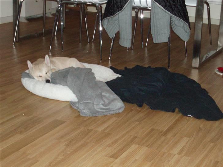 Norsk buhund Balto - Balto har det bedst med ALLE sine tæpper samme sted. billede 12