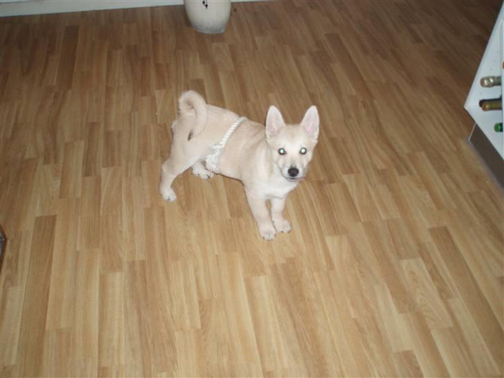 Norsk buhund Balto - Balto havde på mystisk vis (og uden hjælp) fået sin reb-ring ned omkring maven. billede 13