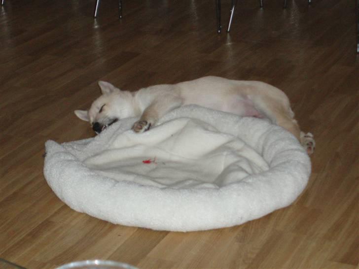 Norsk buhund Balto billede 14