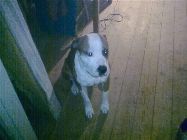 Amerikansk staffordshire terrier )¤( Tiko )¤( - See jeg kan da også, sidde pænt mor og far :) billede 7