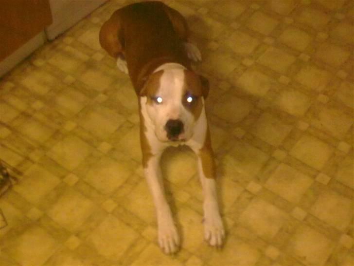 Amerikansk staffordshire terrier )¤( Tiko )¤( - Ligge kan jeg også hvis jeg får en godben ;) billede 8