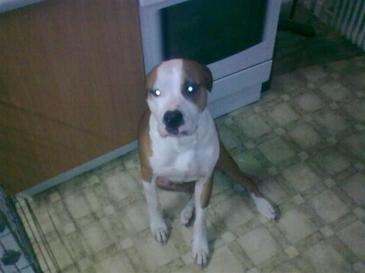 Amerikansk staffordshire terrier )¤( Tiko )¤( - <3 Er jeg ikk dygtig :) <3 billede 9