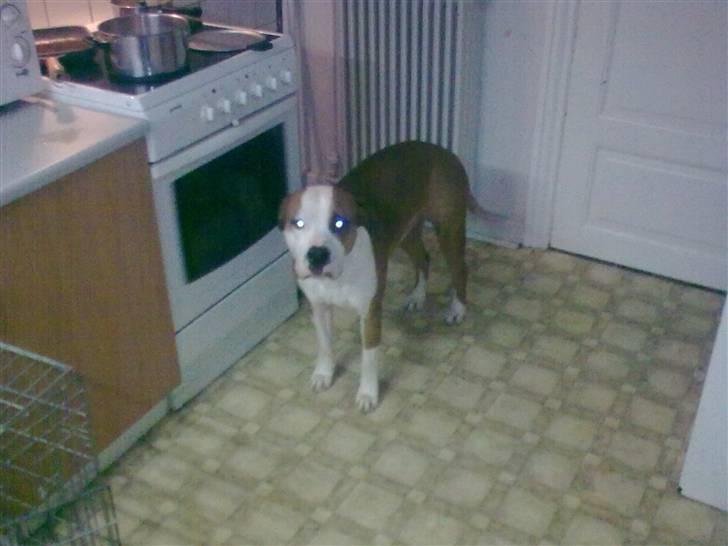 Amerikansk staffordshire terrier )¤( Tiko )¤( - Nu, gider jeg snart ikk mere far, alle de billeder ;) billede 10