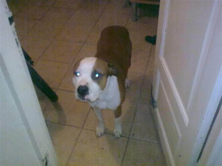 Amerikansk staffordshire terrier )¤( Tiko )¤( - <3 SOFAAAA tid <3 billede 11