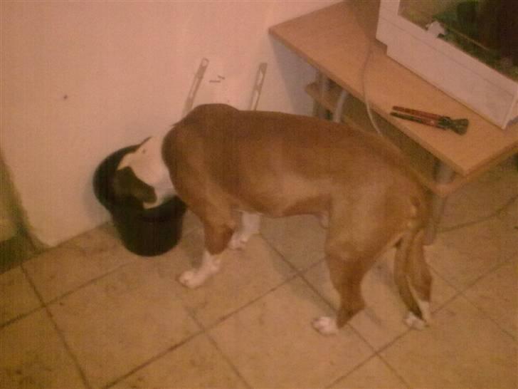 Amerikansk staffordshire terrier )¤( Tiko )¤( - <3 Blev lidt tørstig af det legerig <3 billede 12