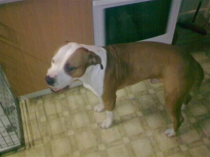 Amerikansk staffordshire terrier )¤( Tiko )¤( - Så kom nu far vi skal ind i varmen... :D  billede 13