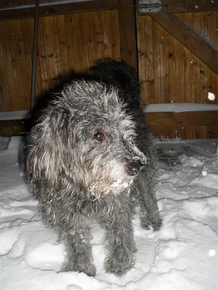 Blanding af racer Max <3 *himmelhund* - Max i sneen´ d. 27012010 billede 10