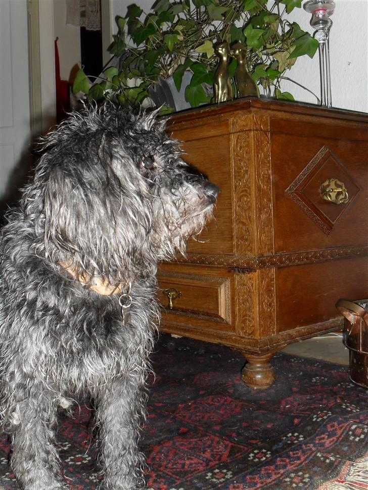 Blanding af racer Max <3 *himmelhund* - Lige kommet ind fra tur :D  billede 11