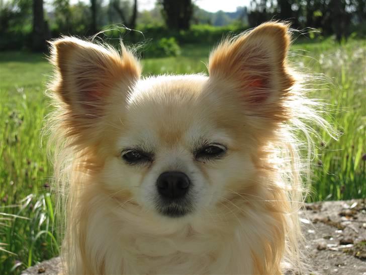 Chihuahua Vaks billede 1