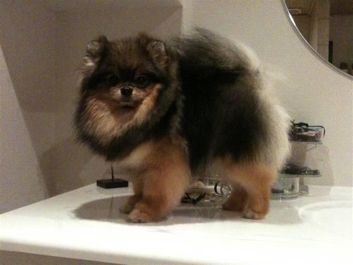 Pomeranian Chardame's Boo Boo - Smuuuuuuuukke <3 billede 1