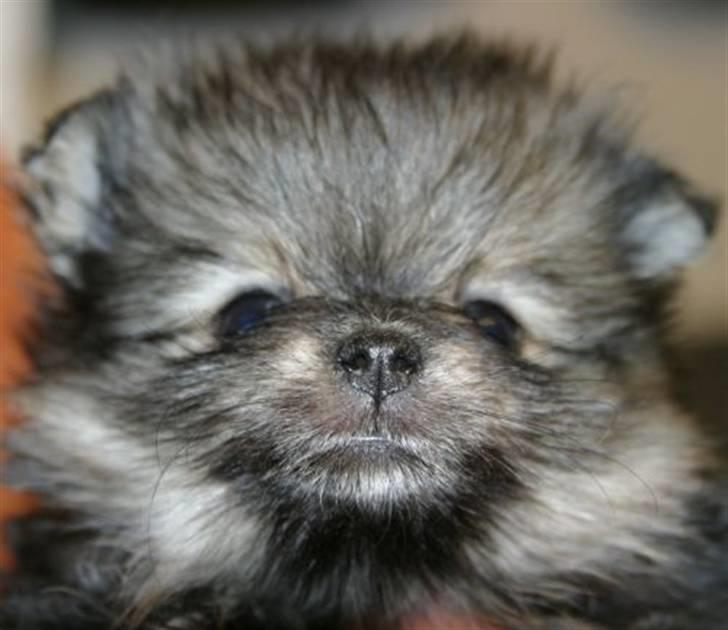 Pomeranian Chardame's Boo Boo billede 2